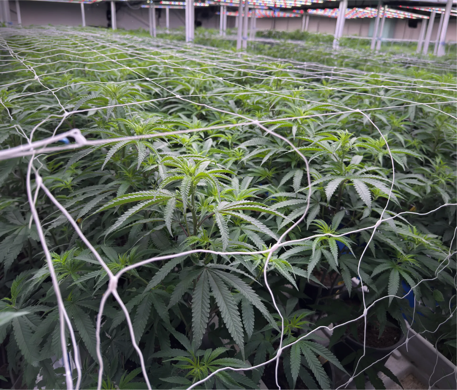 Cannabis plants in the Idol Farm grow room