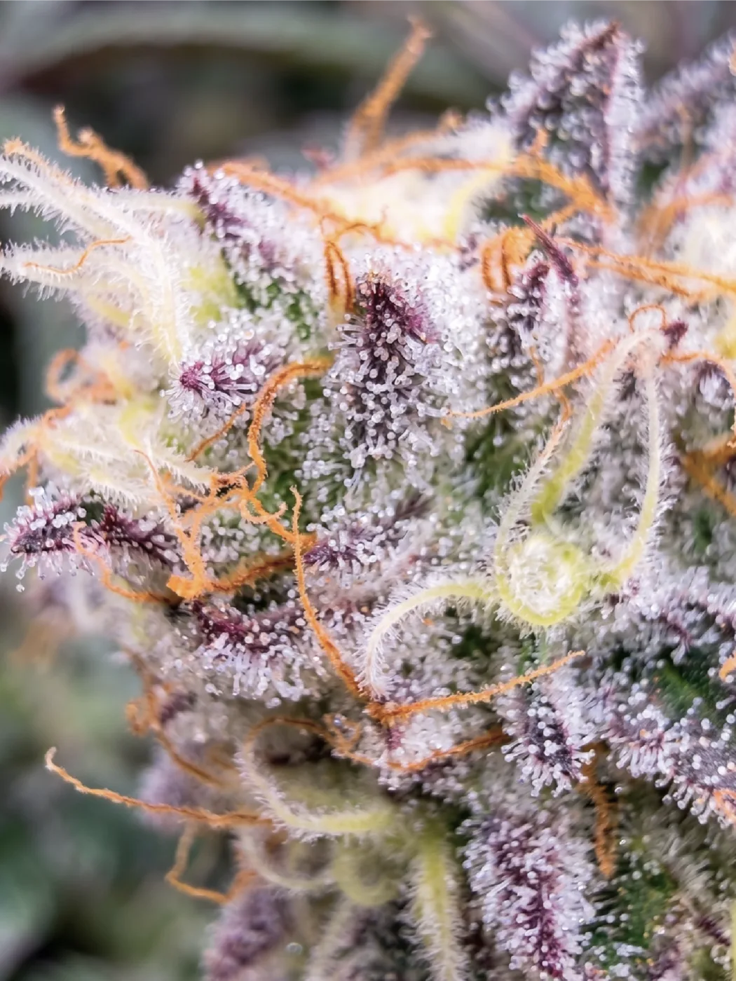 Frosty Papaya Pie flower