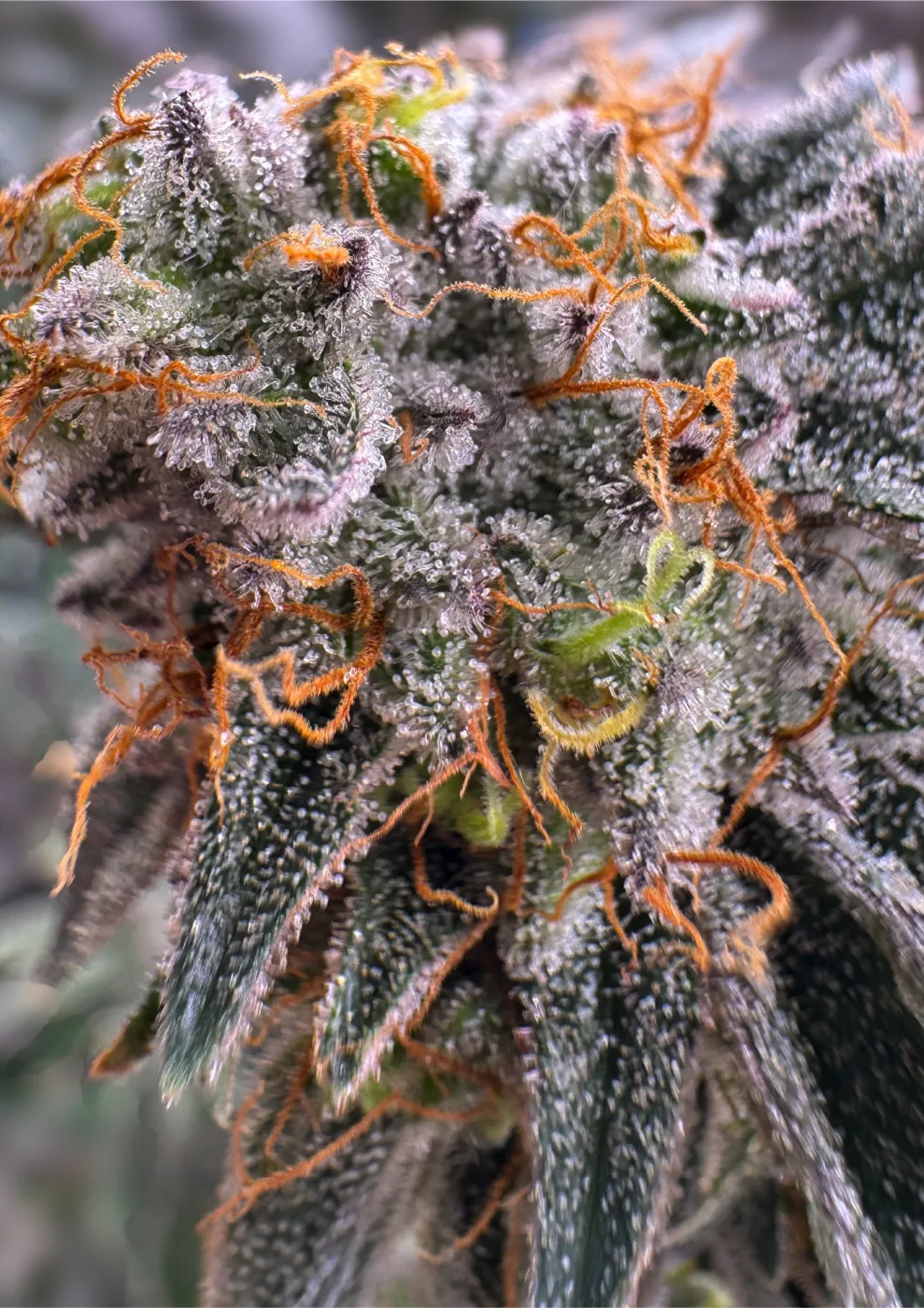 Frosty Sour Diesel flower