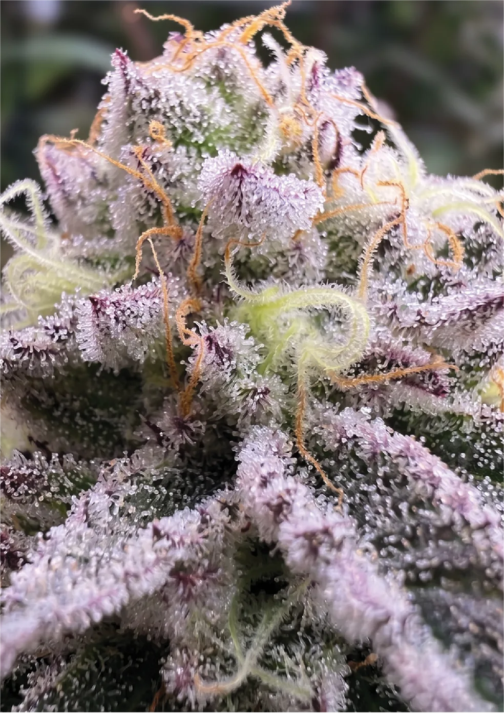 Rozay flower