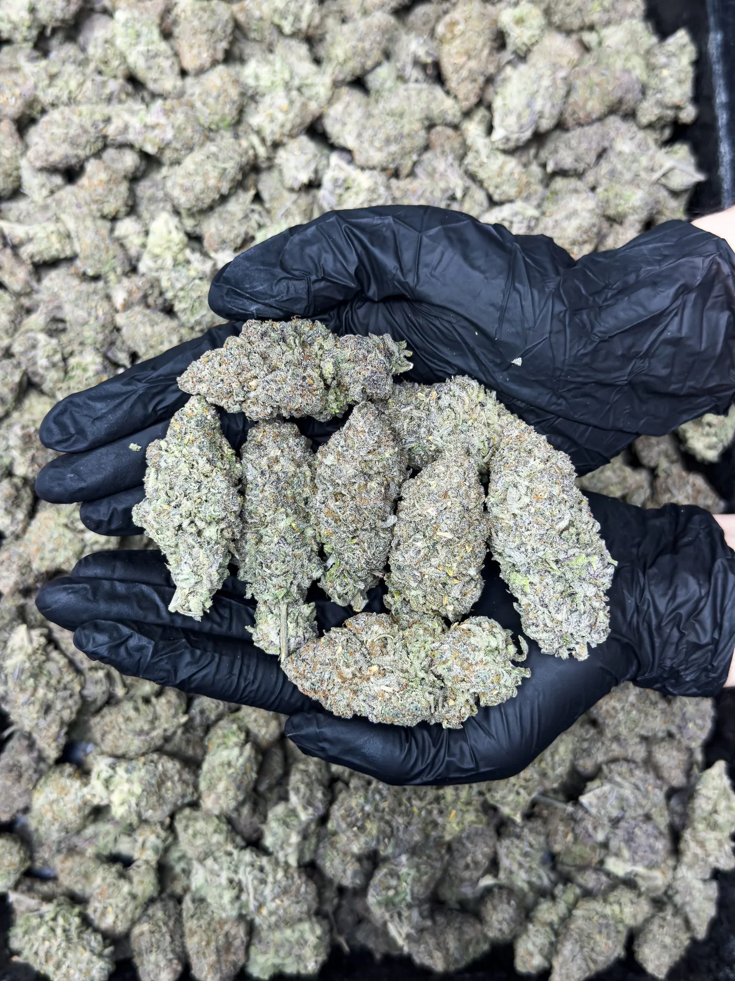 Hand trimming the flower at Idol Farm